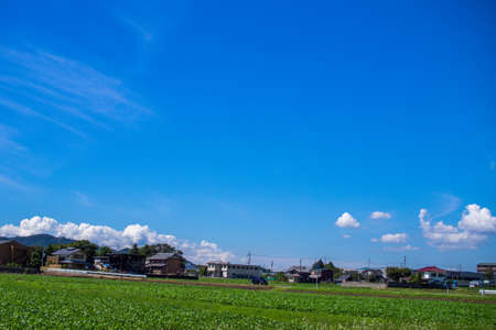 Inaho growing in rice fields in Maibara City, Shiga Prefectureの写真素材
