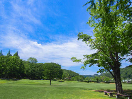 A sunny Japanese park with lots of greeneryの写真素材