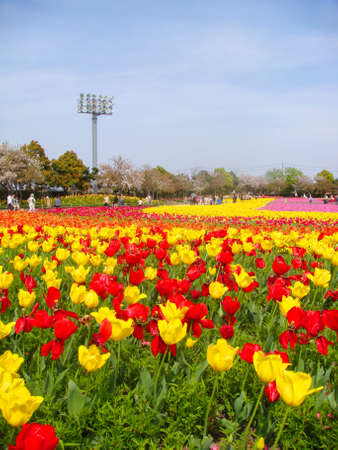 Beautifully blooming flowers such as tulips in Long Island City, Mie Prefectureの写真素材