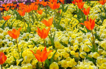 Beautifully blooming flowers such as tulips in Long Island City, Mie Prefecture