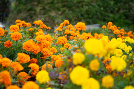 Flowers blooming in a park in Gifu cityの写真素材