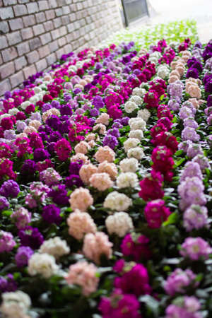 Flowers blooming in a park in Gifu cityの写真素材
