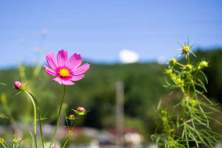 White flowers blooming in the meadow Autumn image September Gifu Prefectureの写真素材
