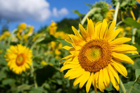 Sunflower field, sunflower summer image, September, bee, Mino City, Gifu Prefecture, Suhara Sunflower Villageの写真素材