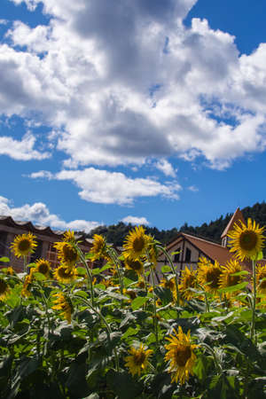 Sunflower field, sunflower summer image, September, bee, Mino City, Gifu Prefecture, Suhara Sunflower Villageの写真素材