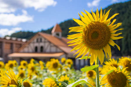 Sunflower field, sunflower summer image, September, bee, Mino City, Gifu Prefecture, Suhara Sunflower Villageの写真素材