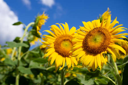 Sunflower field, sunflower summer image, September, bee, Mino City, Gifu Prefecture, Suhara Sunflower Villageの写真素材