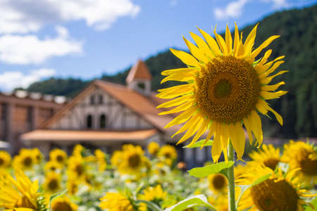 Sunflower field, sunflower summer image, September, bee, Mino City, Gifu Prefecture, Suhara Sunflower Villageの写真素材
