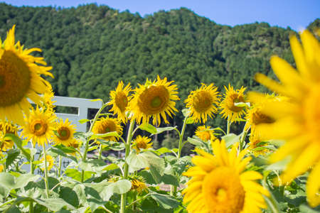 Cosmos autumn image September, Suhara, Mino City, Gifu Prefectureの写真素材