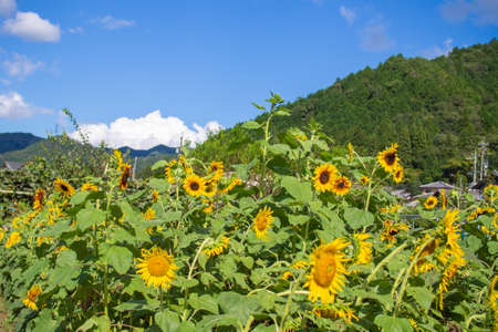Cosmos autumn image September, Suhara, Mino City, Gifu Prefectureの写真素材
