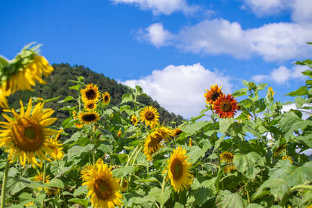 Cosmos autumn image September, Suhara, Mino City, Gifu Prefectureの写真素材