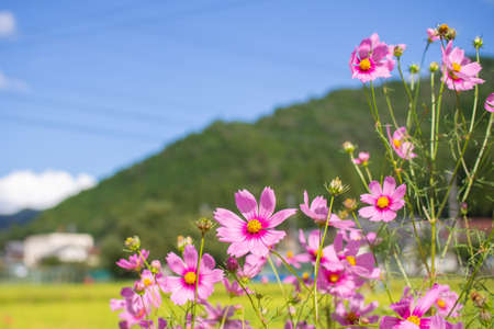 Cosmos autumn image September, Suhara, Mino City, Gifu Prefectureの写真素材