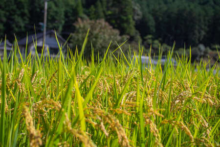 Cosmos autumn image September, Suhara, Mino City, Gifu Prefectureの写真素材