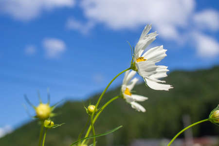 Cosmos autumn image September, Suhara, Mino City, Gifu Prefectureの写真素材