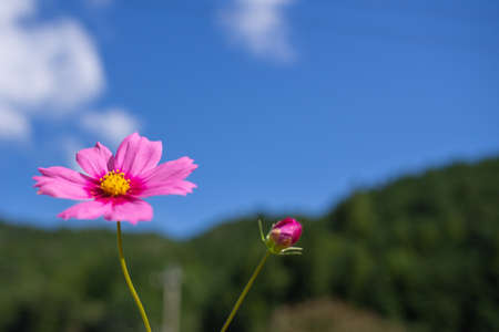 Cosmos autumn image September, Suhara, Mino City, Gifu Prefectureの写真素材