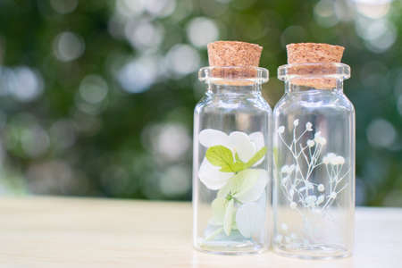Stock Photos: Dried flowers and preserved flowersの写真素材