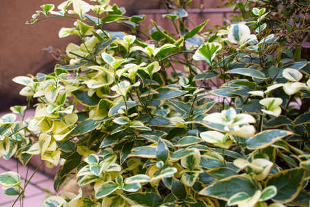 Ivy (Hedera) blooming in the gardenの写真素材