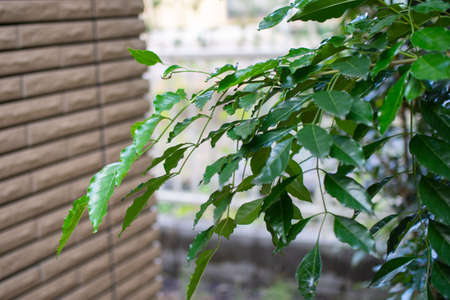 Evergreen tree blooming in the garden (Griffith's ash)の写真素材