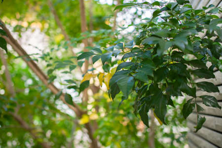 Evergreen tree blooming in the garden (Griffith's ash)の写真素材
