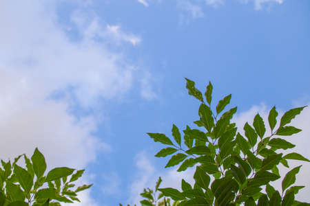 Evergreen tree blooming in the garden (Griffith's ash)の写真素材
