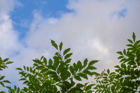 Evergreen tree blooming in the garden (Griffith's ash)の写真素材