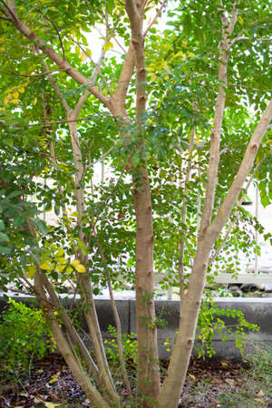 Evergreen tree blooming in the garden (Griffith's ash)の写真素材