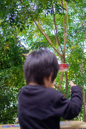 Japanese children playing in a garden with Griffith's ash treesの写真素材