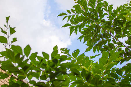 Evergreen tree blooming in the garden (Griffith's ash)の写真素材