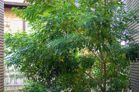 Evergreen tree blooming in the garden (Griffith's ash)の写真素材