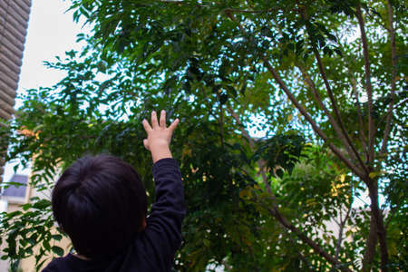 Japanese children playing in a garden with Griffith's ash treesの写真素材