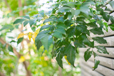 Evergreen tree blooming in the garden (Griffith's ash)の写真素材