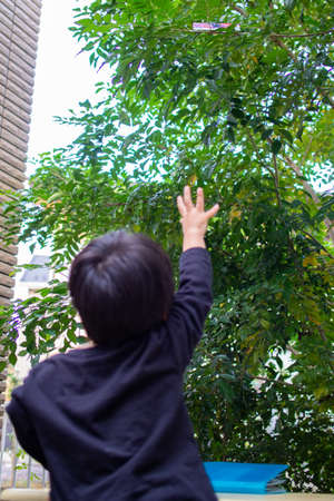 Japanese children playing in a garden with Griffith's ash treesの写真素材