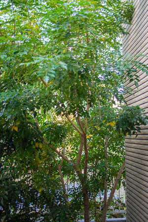 Evergreen tree blooming in the garden (Griffith's ash)の写真素材