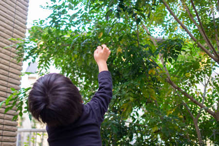 Japanese children playing in a garden with Griffith's ash treesの写真素材