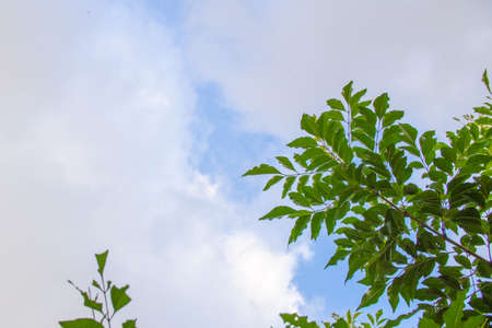 Evergreen tree blooming in the garden (Griffith's ash)の写真素材