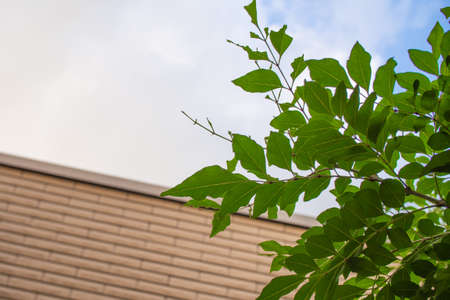Evergreen tree blooming in the garden (Griffith's ash)の写真素材