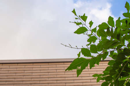 Evergreen tree blooming in the garden (Griffith's ash)の写真素材