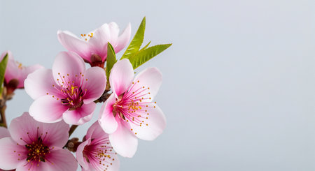 Emphasize peach blossom texture; exclude branding or text.の素材