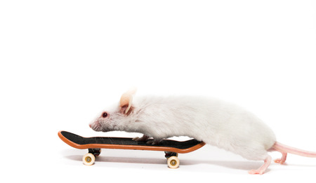 White laboratory mouse at skateboard, white background