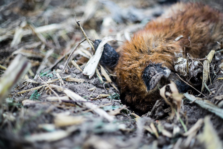 Dead fox lying at fieldの写真素材