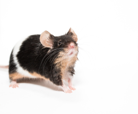Black and white mouse, white background studioの写真素材