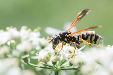 Vespula vulgaris, wasp, on a conium maculatumの写真素材