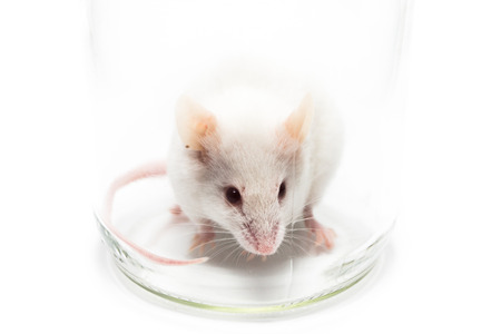 White laboratory mouse in a glass jarの写真素材