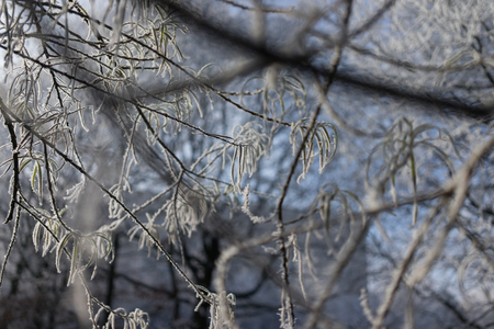 Close up frozen leaf, snowy winter dayの写真素材