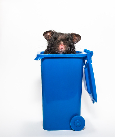 Black syrian hamster, blue recycling containerの写真素材
