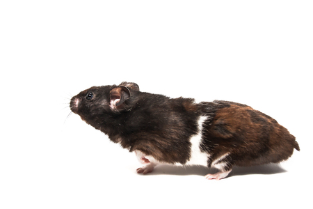 Black syrian hamster, studio with white background, funny poseの写真素材