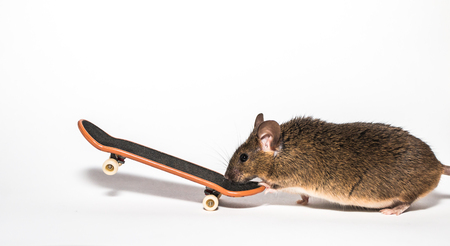 Little brown mouse with skateboardの写真素材