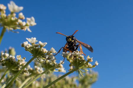 Vespula vulgaris, wasp, on a conium maculatumの写真素材