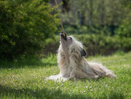 Little chinese crested powderpuff, playing with his leashの写真素材