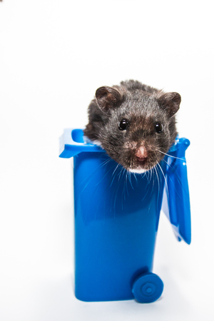 Black syrian hamster, blue recycling containerの写真素材